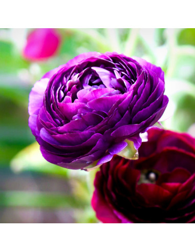 Ranunculus Purple - 10 bulbi/pachet