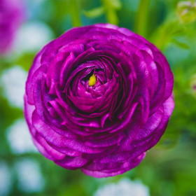 Ranunculus Purple - 10 bulbi/pachet 2