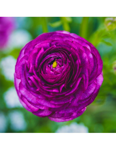 Ranunculus Purple - 10 bulbi/pachet