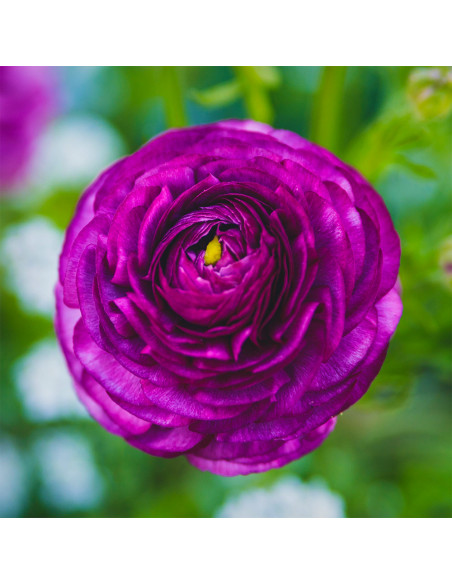 Ranunculus Purple - 10 bulbi/pachet