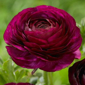 Ranunculus Purple Shades - 10 bulbi/pachet