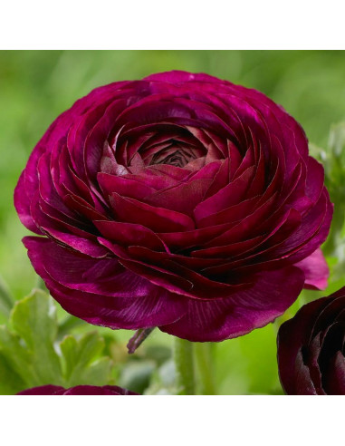 Ranunculus Purple Shades - 10 bulbi/pachet