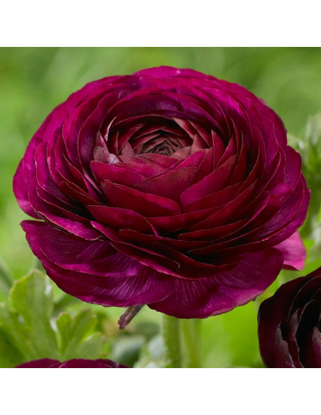 Ranunculus Purple Shades - 10 bulbi/pachet
