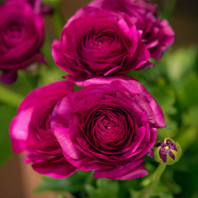 Ranunculus Purple Shades - 10 bulbi/pachet 2