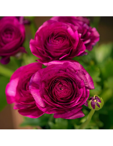 Ranunculus Purple Shades - 10 bulbi/pachet