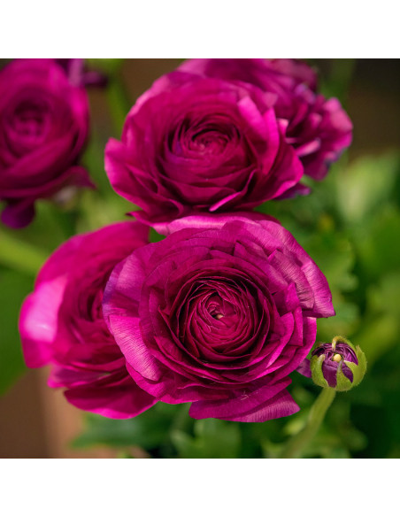 Ranunculus Purple Shades - 10 bulbi/pachet