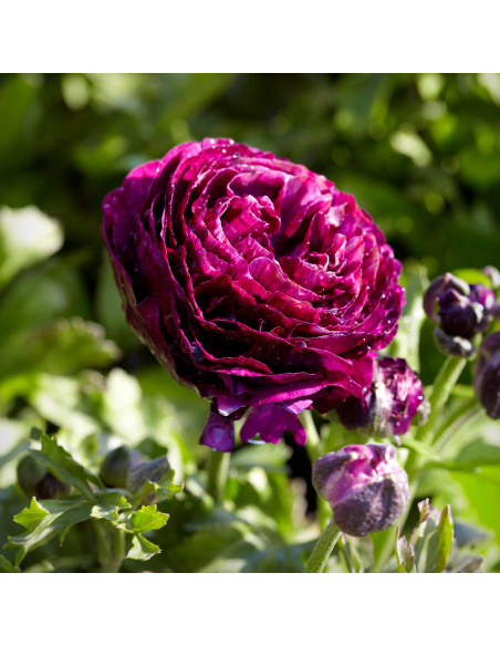 Ranunculus Purple Shades - 10 bulbi/pachet