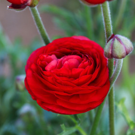 Ranunculus Red - 10 bulbi/pachet