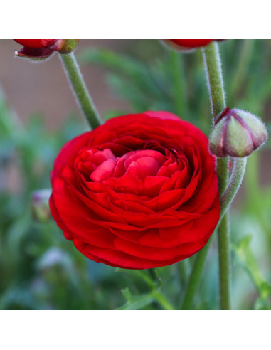 Ranunculus Red - 10 bulbi/pachet