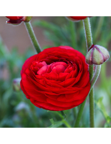 Ranunculus Red - 10 bulbi/pachet