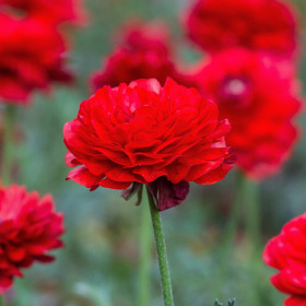 Ranunculus Red - 10 bulbi/pachet 2