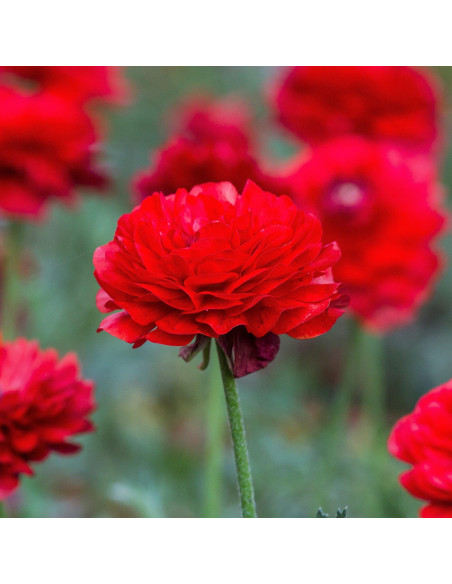 Ranunculus Red - 10 bulbi/pachet