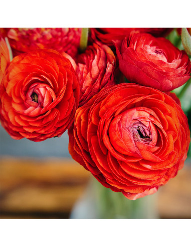 Ranunculus Red - 10 bulbi/pachet
