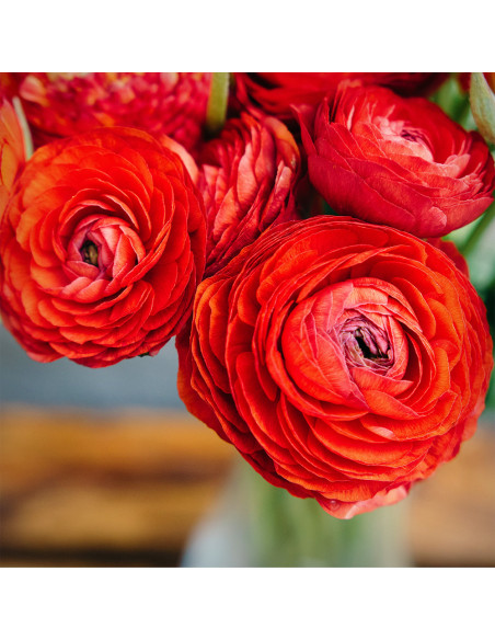 Ranunculus Red - 10 bulbi/pachet
