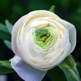 Ranunculus White - 10 bulbi/pachet