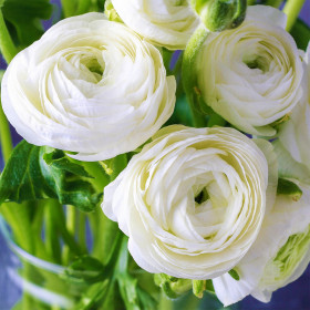 Ranunculus White - 10 bulbi/pachet 2