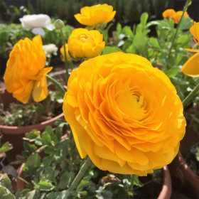 Ranunculus Yellow - 10 bulbi/pachet