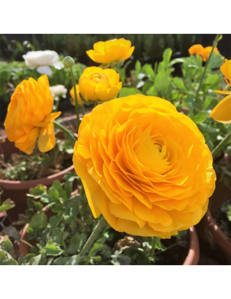Ranunculus Yellow - 10 bulbi/pachet