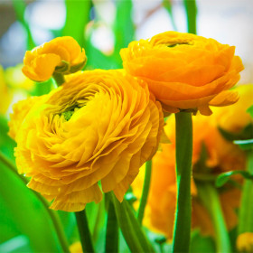 Ranunculus Yellow - 10 bulbi/pachet 2