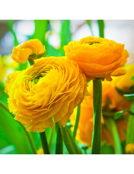 Ranunculus Yellow - 10 bulbi/pachet