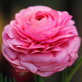 Ranunculus Pink Princess - 10 bulbi/pachet