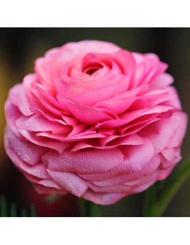 Ranunculus Pink Princess - 10 bulbi/pachet
