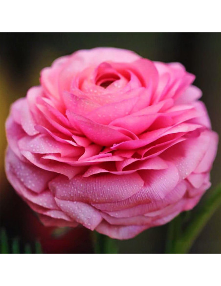 Ranunculus Pink Princess - 10 bulbi/pachet