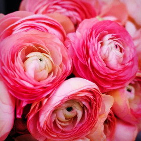 Ranunculus Pink Princess - 10 bulbi/pachet 2