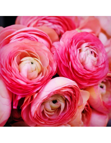 Ranunculus Pink Princess - 10 bulbi/pachet