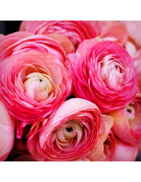 Ranunculus Pink Princess - 10 bulbi/pachet