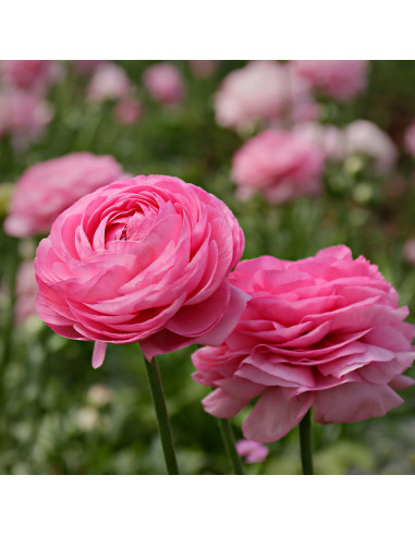 Ranunculus Pink Delight - 10 bulbi/pachet