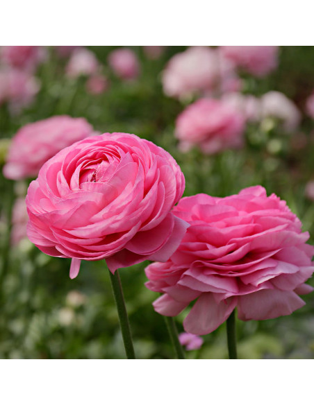 Ranunculus Pink Delight - 10 bulbi/pachet