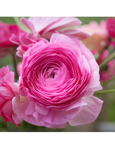 Ranunculus Pink Delight - 10 bulbi/pachet