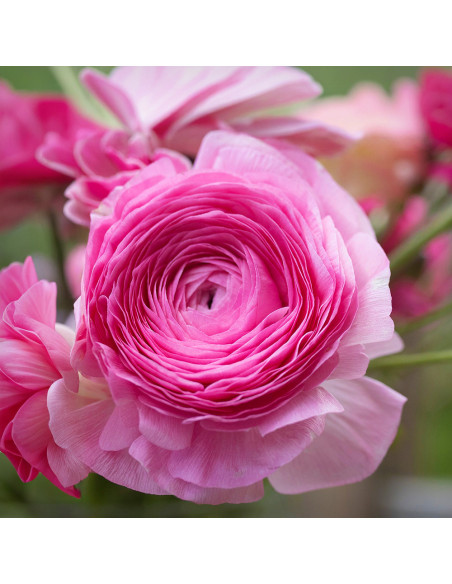 Ranunculus Pink Delight - 10 bulbi/pachet