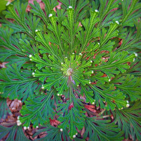 Selaginella Trandafir de Ierihon- 1 buc/pachet