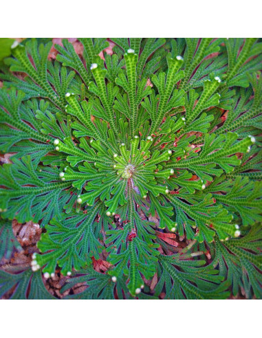 Selaginella Trandafir de Ierihon- 1 buc/pachet