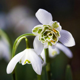 Ghiocei Bătuți Fiore Pleno - 5 bulbi/pachet