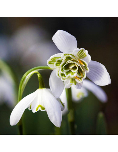 Ghiocei Bătuți Fiore Pleno - 5 bulbi/pachet