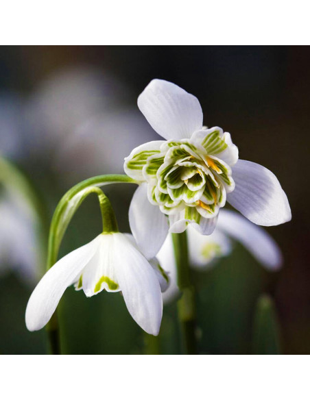 Ghiocei Bătuți Fiore Pleno - 5 bulbi/pachet
