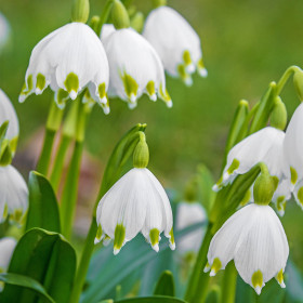 Ghiocei de Vara Leucojum Avestium - 5 bulbi/pachet