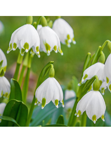 Ghiocei de Vara Leucojum Avestium - 5 bulbi/pachet