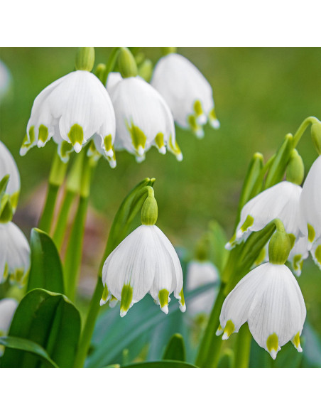 Ghiocei de Vara Leucojum Avestium - 5 bulbi/pachet