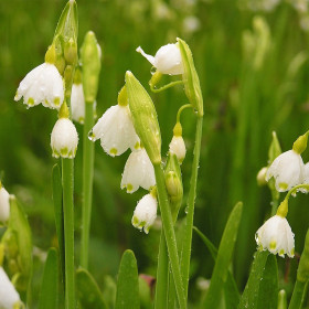 Ghiocei de Vara Leucojum Avestium - 5 bulbi/pachet 2