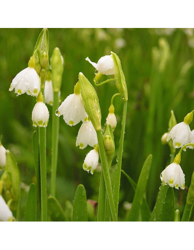 Ghiocei de Vara Leucojum Avestium - 5 bulbi/pachet