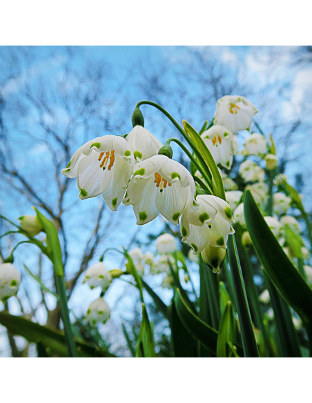 Ghiocei de Vara Leucojum Avestium - 5 bulbi/pachet