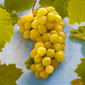 Vita de Vie Muscat de Alexandria - Ghiveci 2L