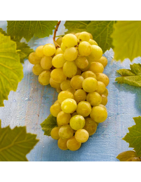 Vita de Vie Muscat de Alexandria - Ghiveci 2L
