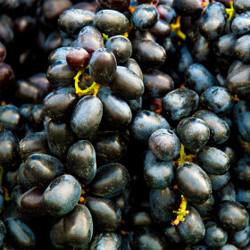 Vita de Vie Iomato Negru - Ghiveci 2L