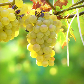Vita de Riesling Italian  - Ghiveci 2L