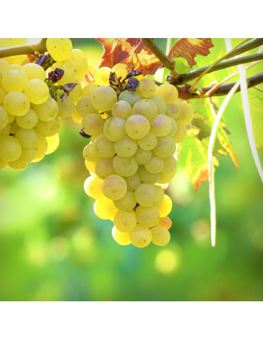 Vita de Riesling Italian  - Ghiveci 2L
